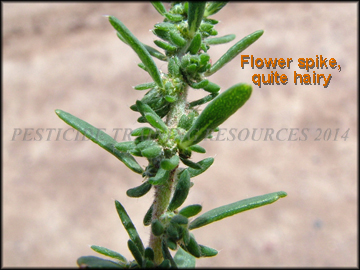 Flower Spike