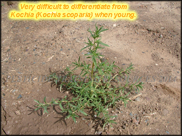 Small Plant