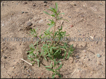 Small Plant