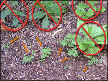 Seedlings
