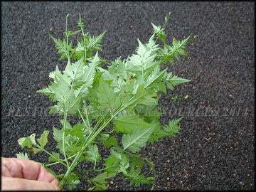 Foliage