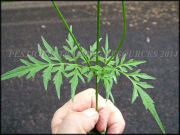 Leaf Arrangement