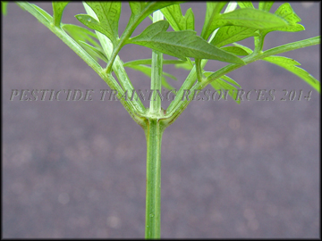 Stem