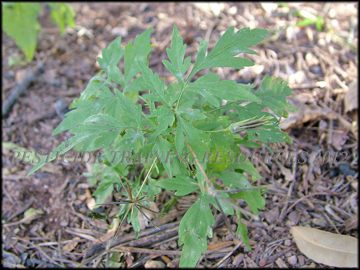 Small Plant