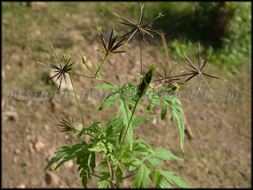 Foliage and Seed