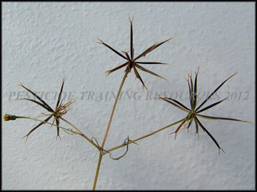 Seed