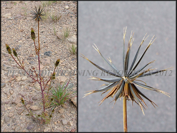 Plant and Seed