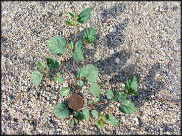 Emergent Shoots