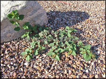 Plants