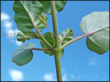 Plant