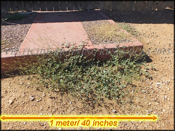 Mature Plant