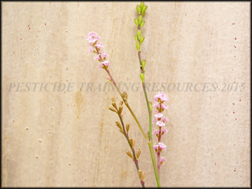 Flowers and Fruit