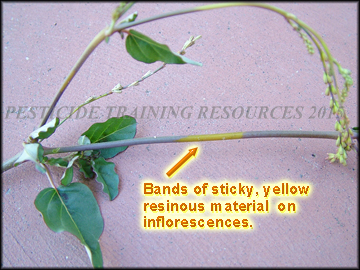 Resinous Band
