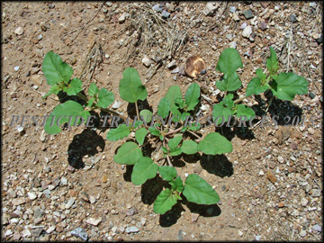 Small Plant
