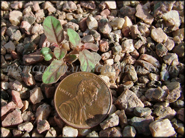 Seedling