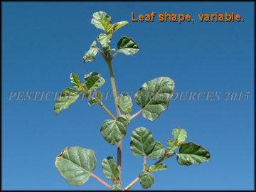 Foliage