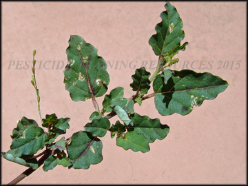 Foliage