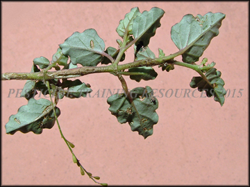 Foliage