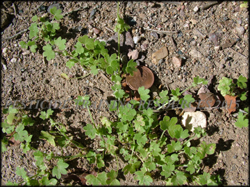 Foliage