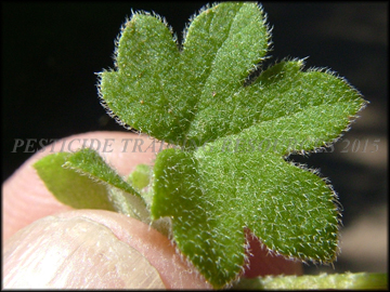 Top of Leaf