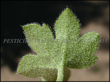 Bottom of Leaf