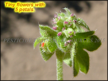 Flower and Fruit