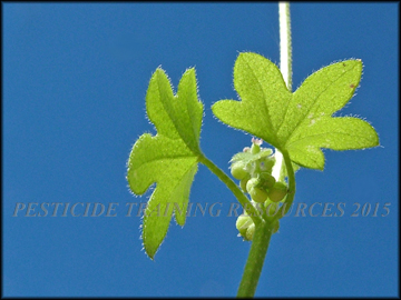 Fruit & Leaves