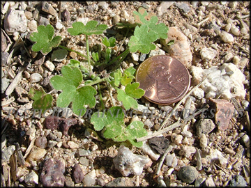 Stem