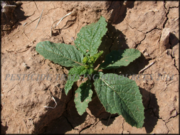 Small Plant