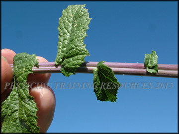 Stem