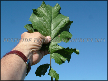 Leaf