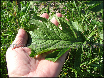 Leaf