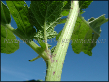 Stem