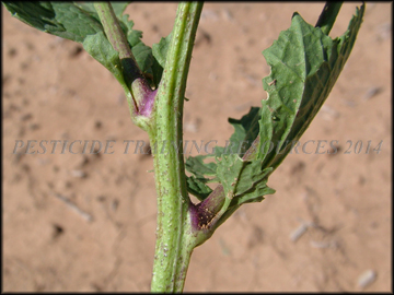 Stem