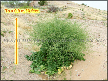 Mature Plant