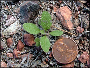Seedling
