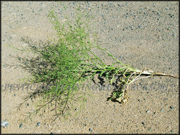 Mature Plant