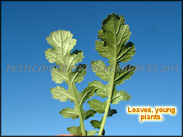Back of Leaves