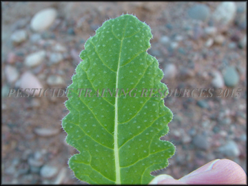 Leaf