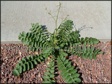 Medium Size Plant