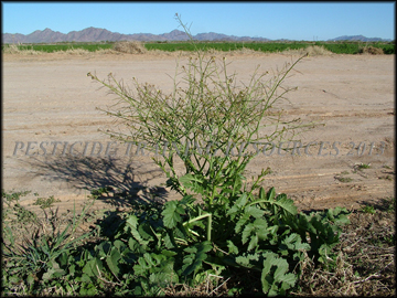 Large Plant