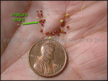 Seed