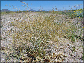 Senescent Plant