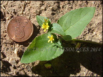 Foliage and  Flowers