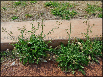 Plants