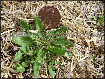 Stem