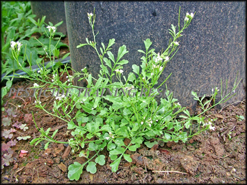Flowering Plant