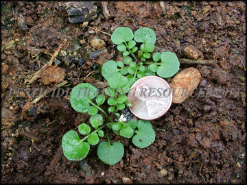 Small Plants