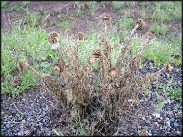 Senescent Plant