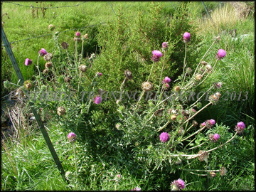 Mature Plants